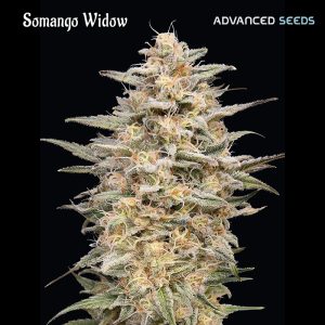 Somango Widow fem. Advanced Seeds