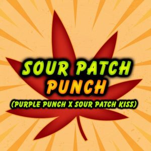SOUL PATCH PUNCH Feminized Elev8 Seeds