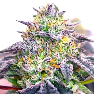 Spicy Guava feminisierte Elev8 Seeds