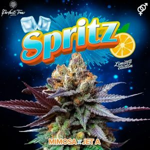 Spritz 6 u. Fem Perfect Tree