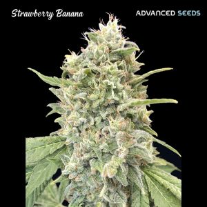Strawberry Banana fem. Advanced Seeds
