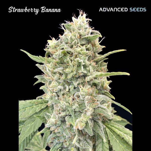 Strawberry-Banana-1-u-fem-Advanced-Seeds.jpg
