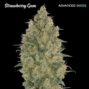 Strawberry Gum fem. Advanced Seeds