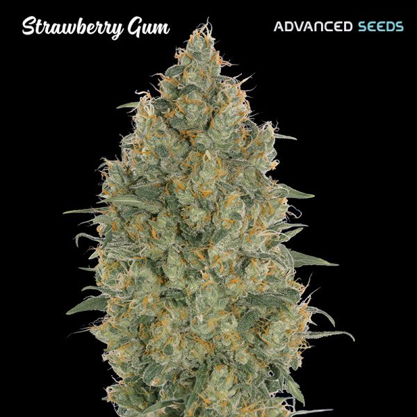 Strawberry-Gum-1-u-fem-Advanced-Seeds.jpg