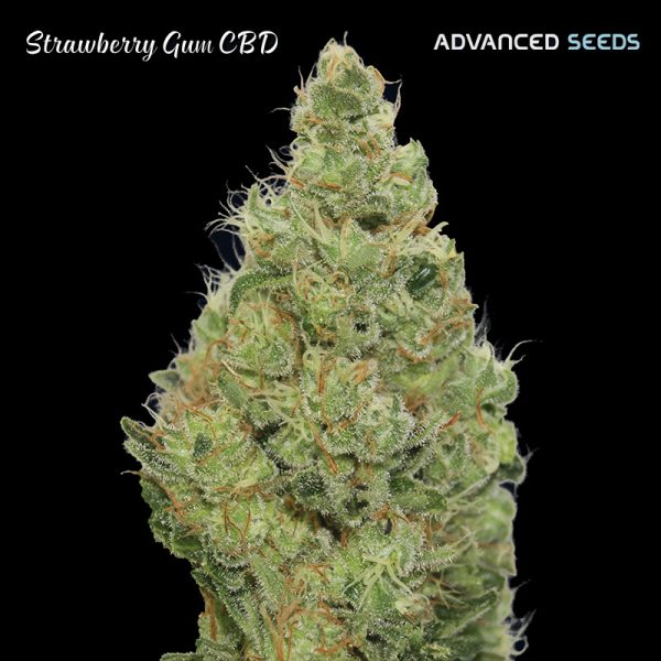 Strawberry-Gum-CBD-1-u-fem-Advanced-Seeds.jpg