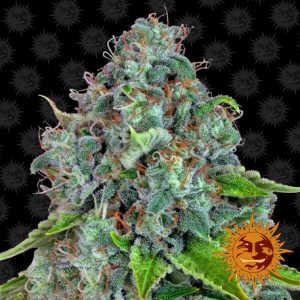 Strawberry Lemonade feminized. Barney&#39;s
