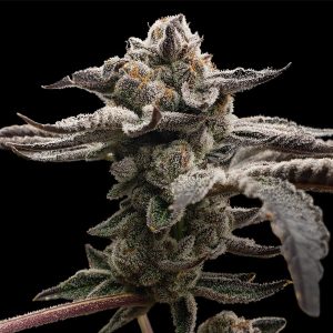 Tangie Candie Feminized Elev8 Seeds