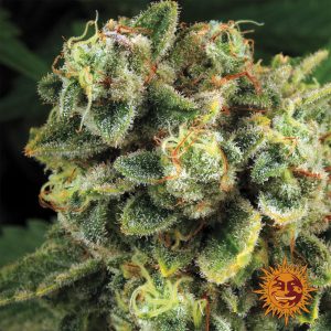 Tropicanna Banane feminisierte Barney&#39;s
