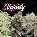 Variety-Pack-1-6-ud-fem-Elev8-Seeds.jpg