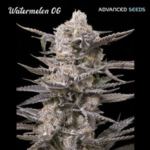 Wassermelone OG fem. Fortgeschrittene Samen