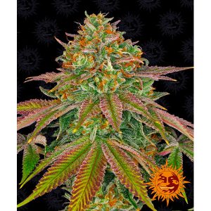 Wedding Cake fem. Barney's