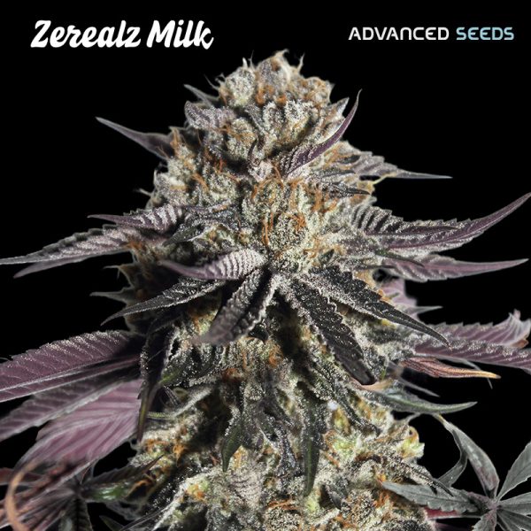 Zerealz-Milk-1-u-fem-Advanced-Seeds.jpg