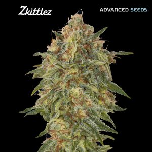 Zkittlez fem. Advanced Seeds