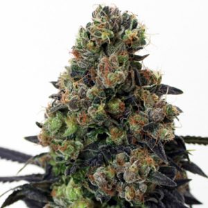 Acid Dough feminisierte Ripper Seeds