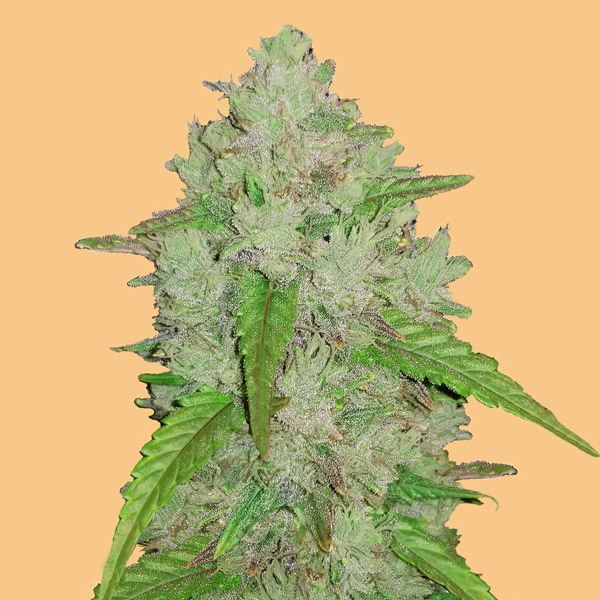 Auto-Amnesia-Haze-10-u-fem-FastBuds-Seeds.jpg Auto-Amnesia-Haze-10-u-fem-FastBuds-Seeds.jpg