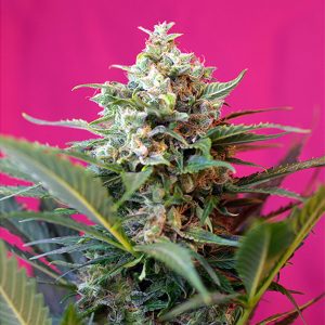 Auto Big Devil xl Sweet Seeds