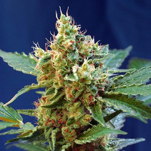 Mandarine à crème automatique xl Sweet Seeds