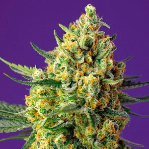 Candus de cristal automatique xl Sweet Seeds