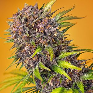 Red Devil xl Sweet Seeds Auto