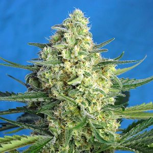 Jack Auto 47 XL Sweet Seeds