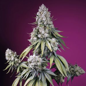 Jalousie automatique Z XL Sweet Seeds