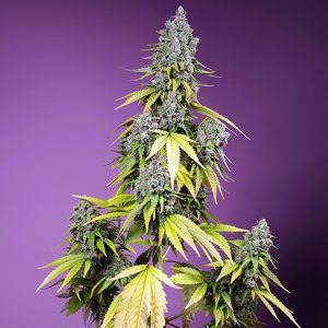 Auto-Jet Fuel Mandarine XL Sweet Seeds