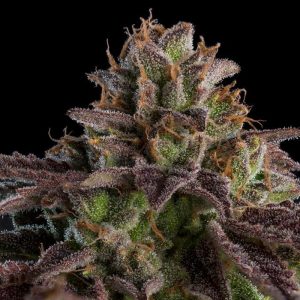 Auto K-Mintz feminisiert Ripper Seeds