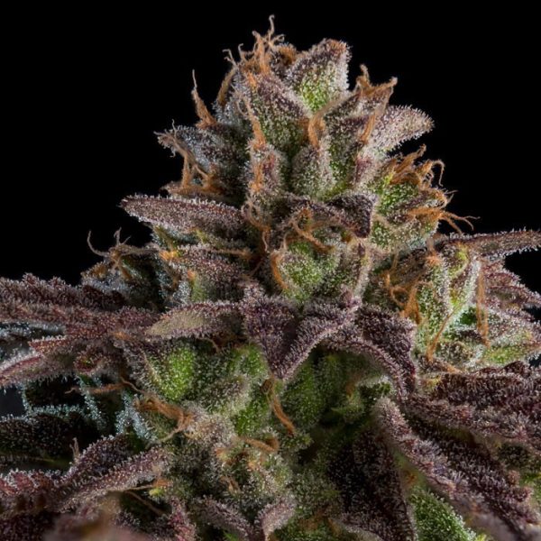 Auto-K-Mintz-5-u-fem-Ripper-Seeds.jpg