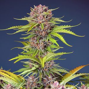 Mimosa Bruce Banner xl Sweet Seeds