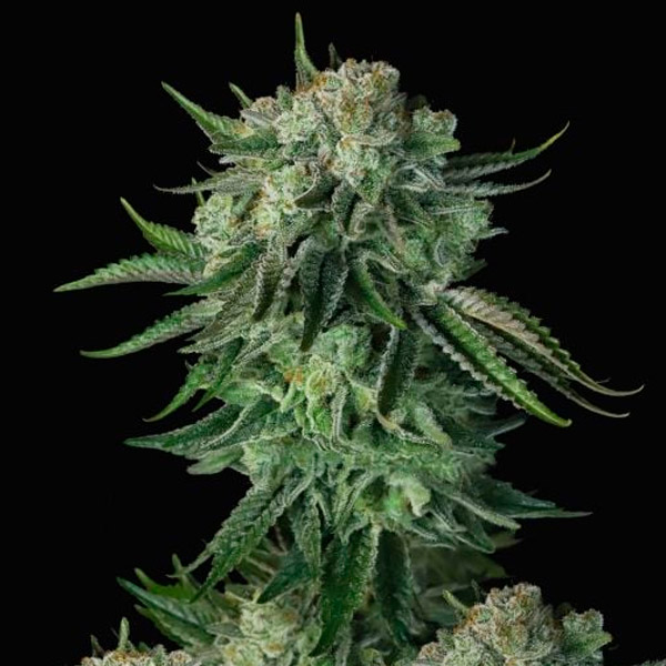 Auto-Moby-Dick-10-u-fem-FastBuds-Seeds.jpg Auto-Moby-Dick-10-u-fem-FastBuds-Seeds.jpg