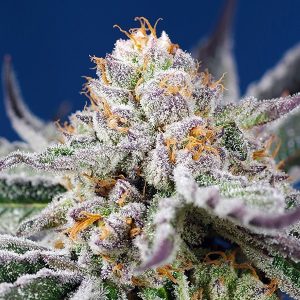 Gale Auto Orange abricot xl Sweet Seeds