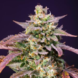 Auto violet punch og xl Sweet Seeds