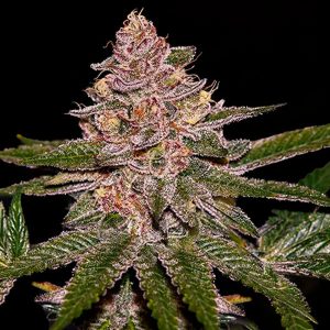 Auto Radical Juice feminisierte Ripper Seeds