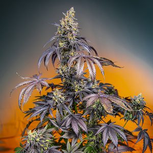 Auto Gorilla Girl xl Sweet Seeds