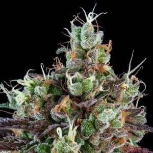 Auto Sour Ripper feminisiert Ripper Seeds