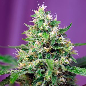 Auto Sweet Amnesia Haze xl Sweet Seeds