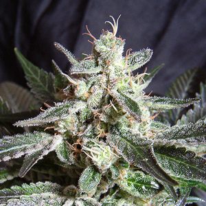 Black Jack feminizada Sweet Seeds