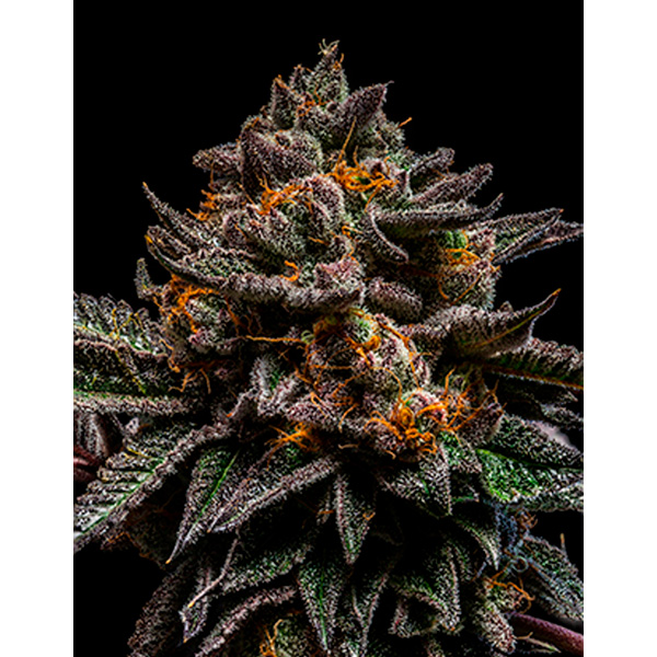 Brain-Cake-5-u-fem-Ripper-Seeds.jpg Brain-Cake-5-u-fem-Ripper-Seeds.jpg