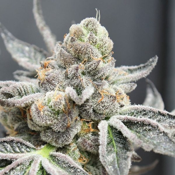Brake-Pad-Breath-5-u-fem-Ripper-Seeds.jpg