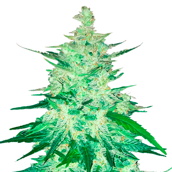 CBD-201-Auto-5-u-fem-FastBuds-Seeds.jpg CBD-201-Auto-5-u-fem-FastBuds-Seeds.jpg
