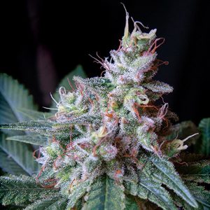 Cream Caramel Fast Version feminizada Sweet Seeds