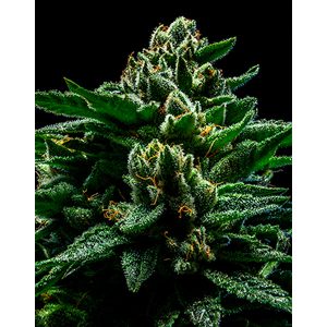 DO-G feminisierte Ripper Seeds
