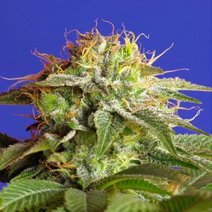 Grüne Gift feminisierte Sweet Seeds feminisierte