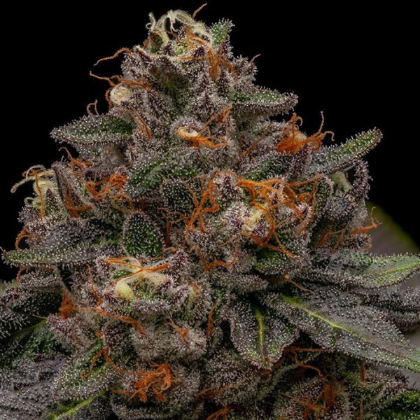 Korenji-5-u-fem-Ripper-Seeds.jpg