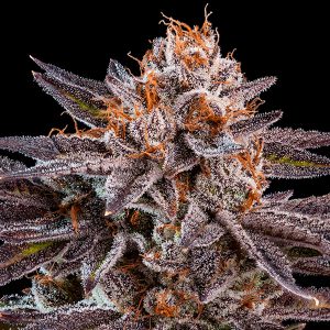OMG feminisierte Ripper Seeds