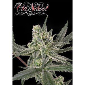 Old School feminisierte Ripper Seeds