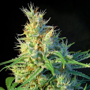  Sweet Seeds feminized psychedelicia