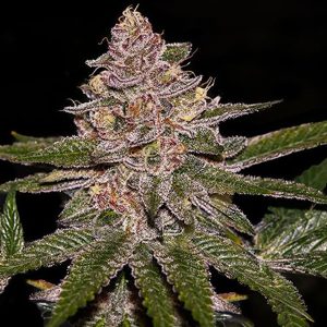 Radical Juice feminisierte Ripper Seeds