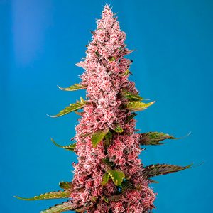 Red heiße Kekse feminisierte Sweet Seeds feminisierte