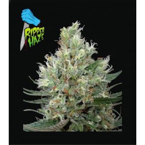 Ripper Haze feminisiert Ripper Seeds